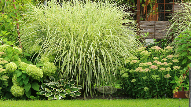 promix-ornamental-grass-guide-04
