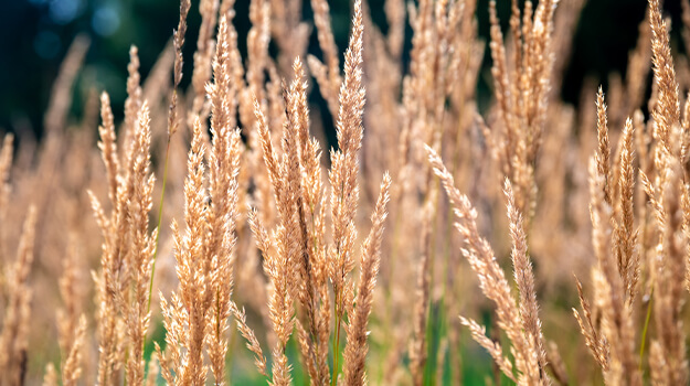 promix-ornamental-grass-guide-06