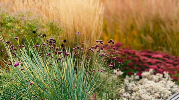 promix-ornamental-grass-guide-07