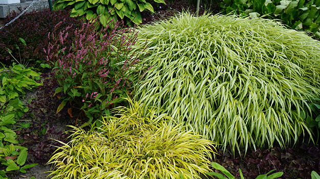 promix-ornamental-grass-guide-08