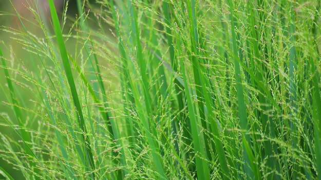 promix-ornamental-grass-guide-10