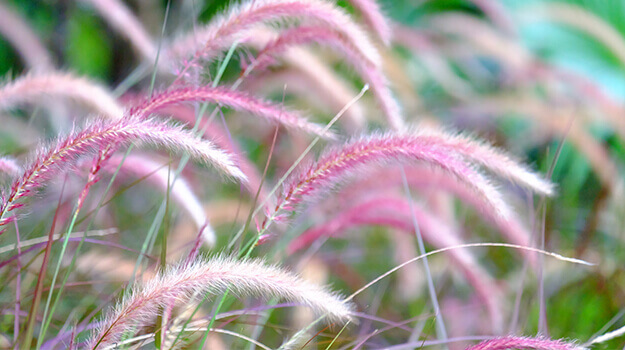 promix-ornamental-grass-guide-12