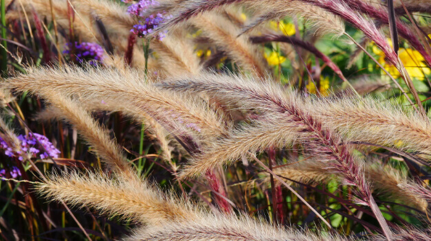 promix-ornamental-grass-guide-13