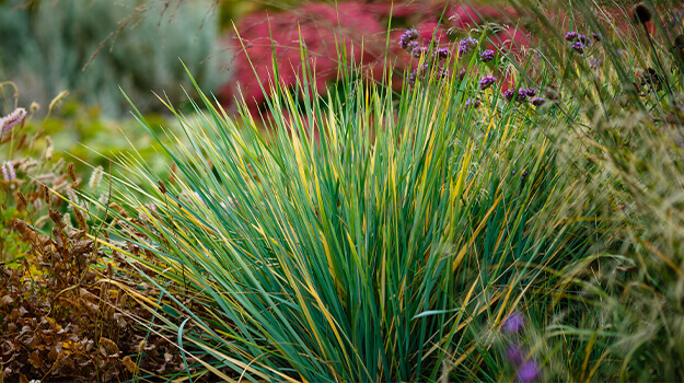 promix-ornamental-grass-guide-15