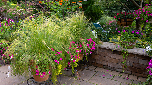 promix-ornamental-grass-guide-17