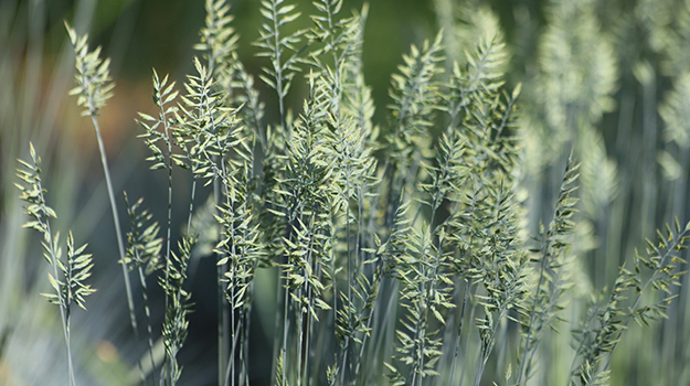 promix-ornamental-grass-guide-18