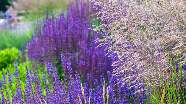 promix-ornamental-grass-guide-21