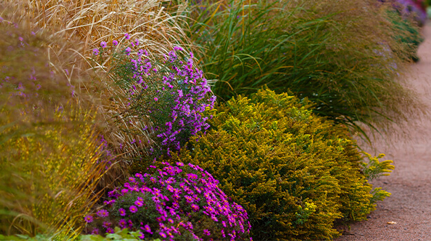 promix-ornamental-grass-guide-23