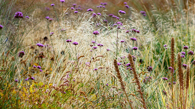 promix-ornamental-grass-guide-24