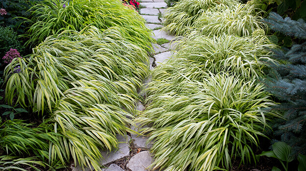 promix-ornamental-grass-guide-25