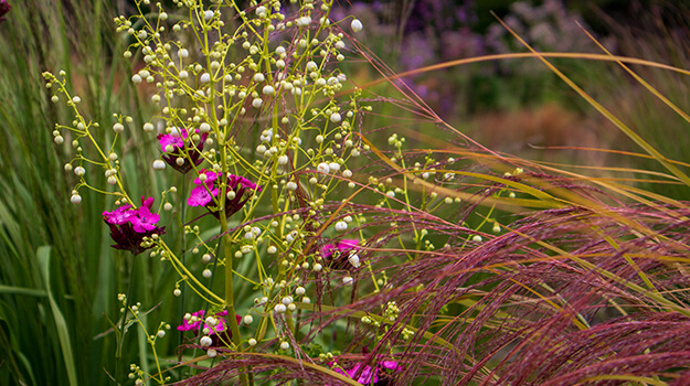 ornamental-grasses-by-colour-01