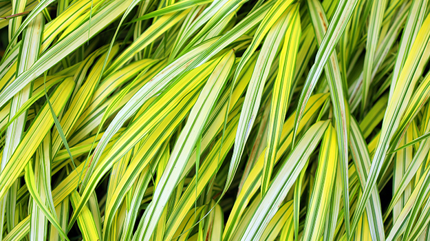 promix-ornamental-grass-guide-33