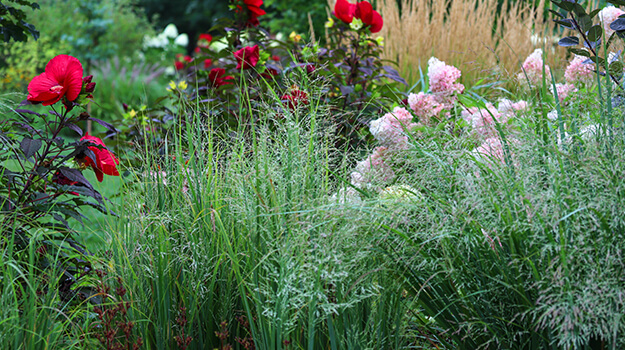 promix-ornamental-grass-guide-34
