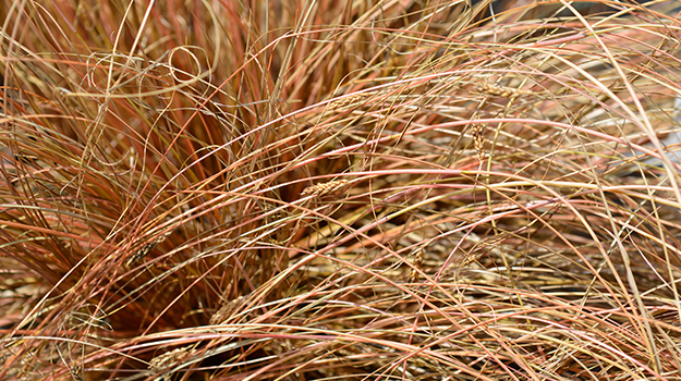 promix-ornamental-grass-guide-36