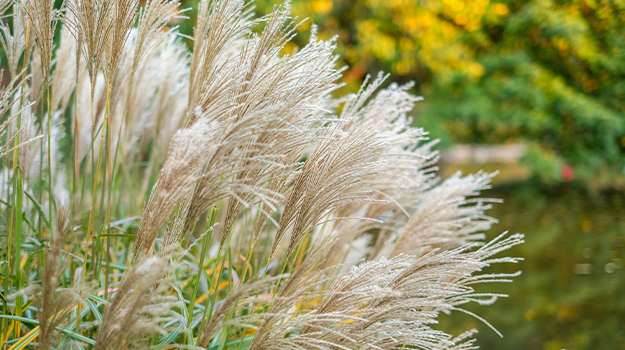 promix-ornamental-grass-guide-37
