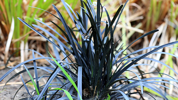 promix-ornamental-grass-guide-38