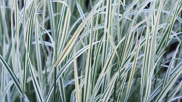 ornamental-grasses-by-colour-08