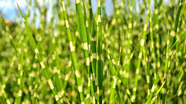 ornamental-grasses-by-colour-09