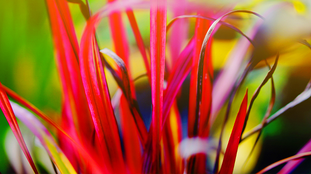 promix-ornamental-grass-guide-41