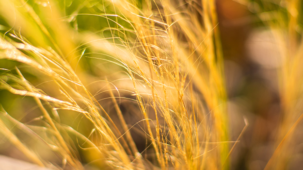 promix-ornamental-grass-guide-42
