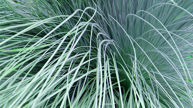 promix-ornamental-grass-guide-43