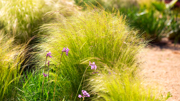 promix-ornamental-grass-guide-20