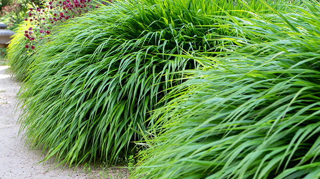 Beautiful hakonechloa, a compact grass that forms a clump and is not invasive.