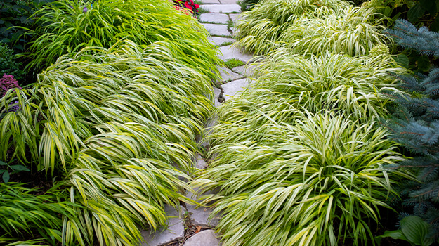 Beautiful path surrounded by hakonechloa macra aureola, an ornamental grass for partial shade or shaded areas.