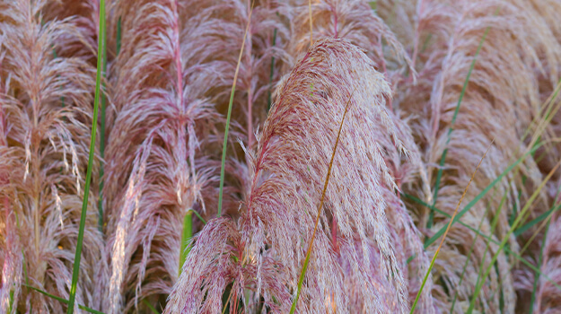 Grasses that propagate by seed such as pampas grass.