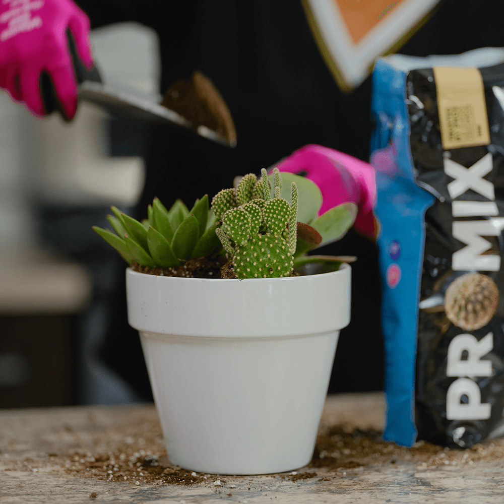 PRO-MIX Premium Cactus Mix US