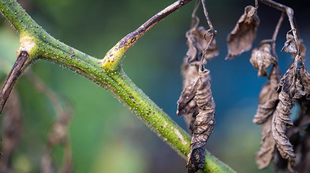 PRO-MIX maladie des tomates visible sur les feuilles