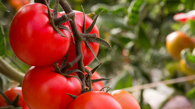 PRO-MIX belles tomates rouges sur un plant