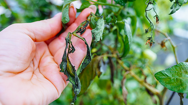 PRO-MIX feuilles de tomates qui flétrit à cause de la maladie ou d'un manque d'eau