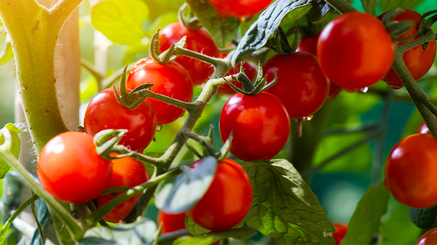 PRO-MIX quelles tomates sont les plus résistantes aux maladies