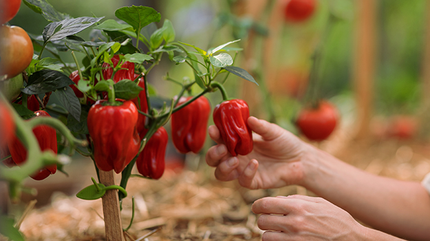 promix-semis-interieurs-comment-faire-potager-bio-10