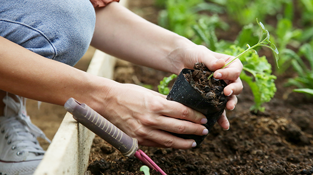 promix-starting-vegetable-seeds-indoors-complete-guide-06