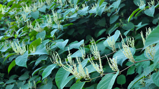 promix-what-is-an-invasive-plant-04