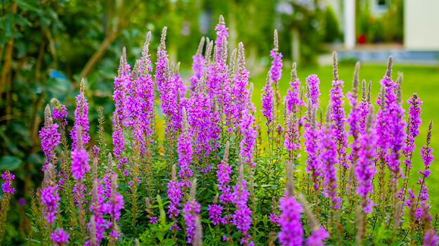 promix-what-is-an-invasive-plant-05