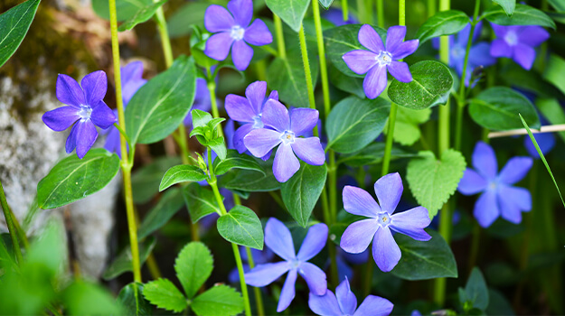 promix-what-is-an-invasive-plant-07