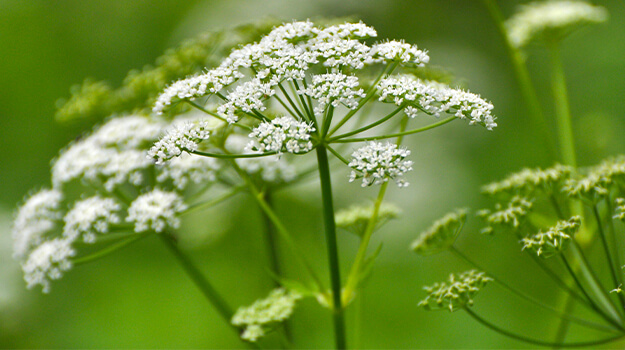promix-what-is-an-invasive-plant-08