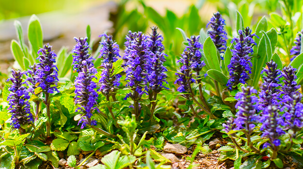 promix-what-is-an-invasive-plant-09