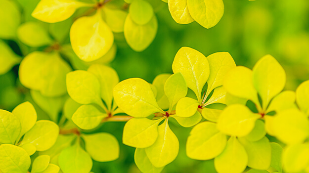 promix-what-is-an-invasive-plant-10