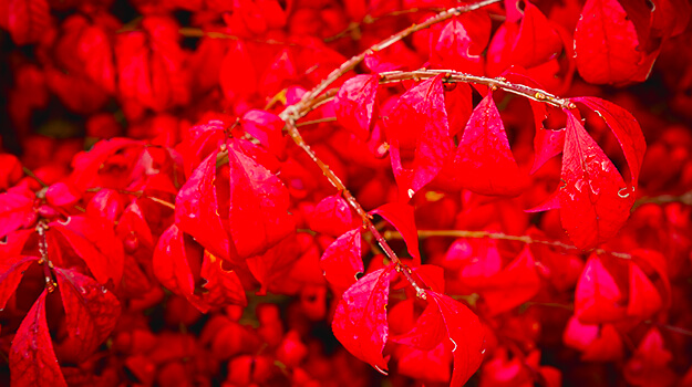 promix-what-is-an-invasive-plant-11