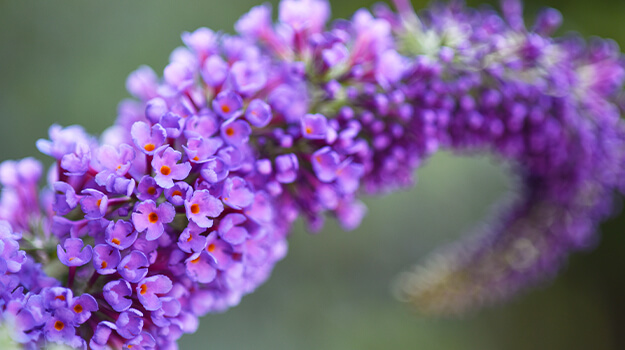 promix-what-is-an-invasive-plant-12