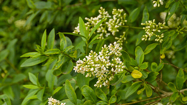 promix-what-is-an-invasive-plant-13