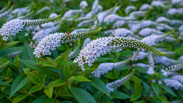promix-what-is-an-invasive-plant-14