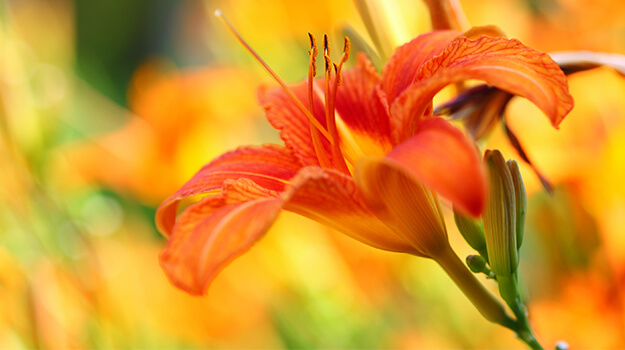 promix-what-is-an-invasive-plant-15