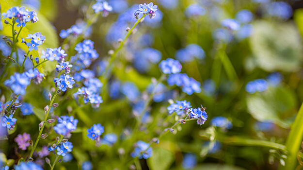 promix-what-is-an-invasive-plant-16