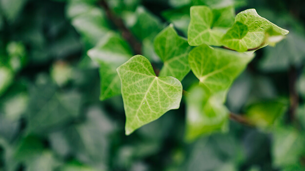 promix-what-is-an-invasive-plant-17