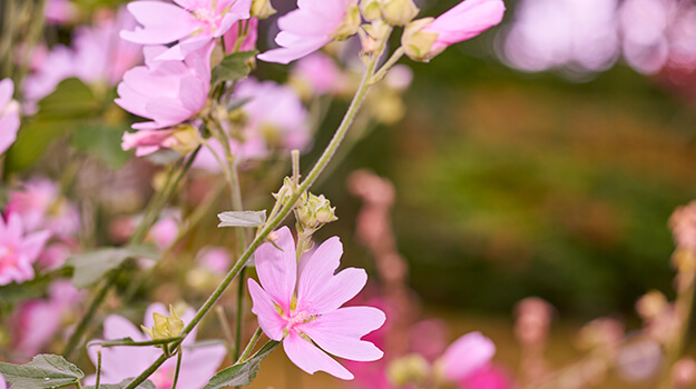 promix-what-is-an-invasive-plant-19